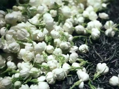 喝茶治口臭嗎，什么茶治口臭好？