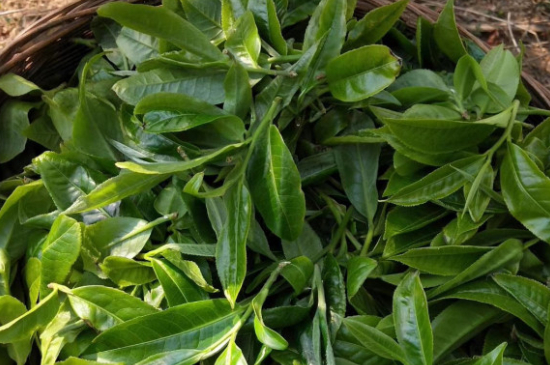 最耐泡的茶葉排名，什么茶葉經(jīng)久耐泡？
