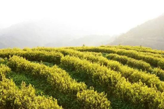 黃金茶的功效及禁忌癥，黃金茶有什么副作用嗎？