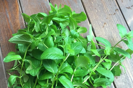 薄荷茶的功效與作用，喝薄荷茶有什么好處？