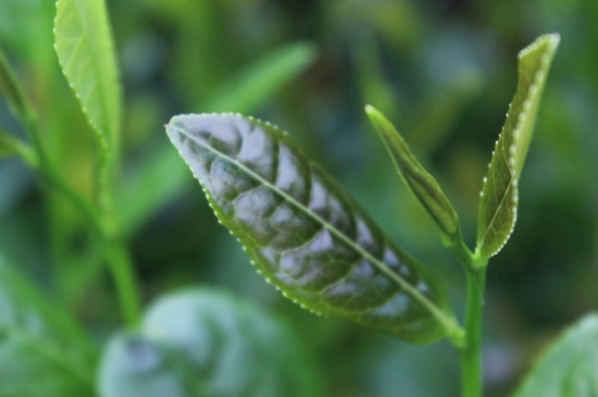 綠茶第一泡要倒掉嗎，為什么綠茶第一泡不喝？
