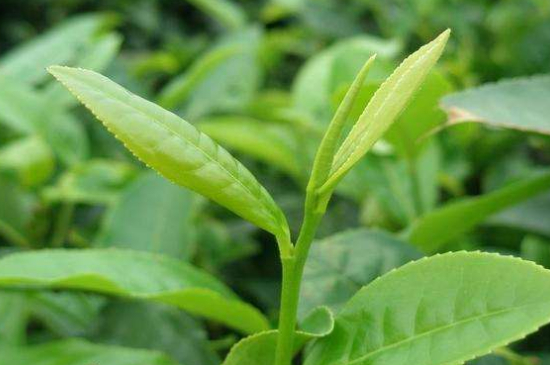 最耐泡的茶葉排名，什么茶葉經(jīng)久耐泡？