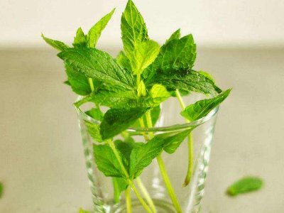 喝茶治口臭嗎，什么茶治口臭好？