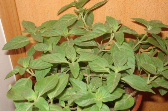 薄荷茶的功效與作用，喝薄荷茶有什么好處？