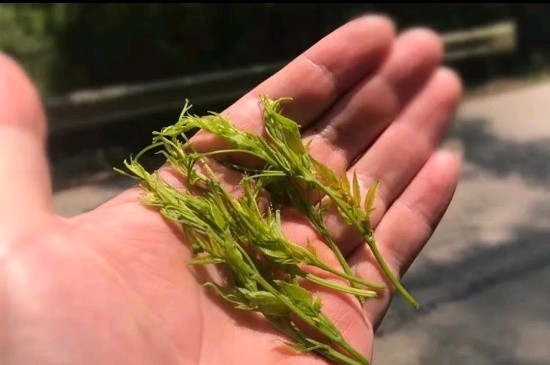 張家界茅巖莓茶與藤茶是同一種茶嗎，藤茶跟莓茶一不一樣？