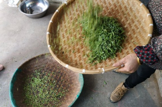 炒青茶為什么便宜，炒青綠茶好喝嗎？