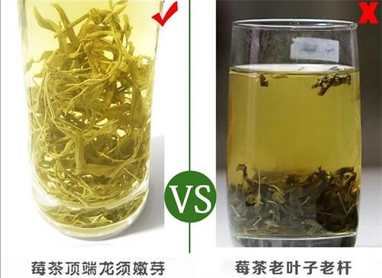 張家界茅巖莓茶與藤茶是同一種茶嗎，藤茶跟莓茶一不一樣？