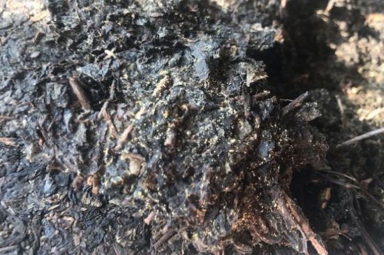茯茶可以放在冰箱里存放嗎，茯磚茶如何儲存？