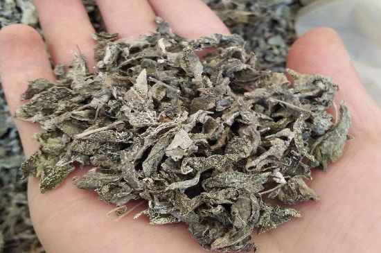張家界莓茶真假對(duì)比，野生莓茶的鑒別方法