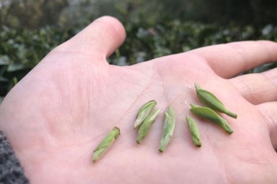 春茶季怎么辨別白毫銀針的好壞，好的白毫銀針如何選購(gòu)？