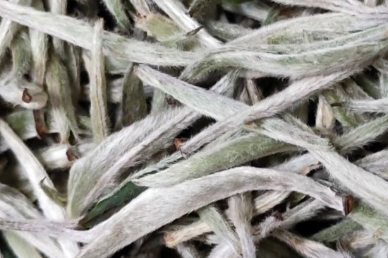 春茶上市白茶的好壞怎么區(qū)分，春白茶怎么分辨好不好？