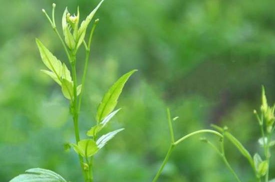 茅巖莓茶別名是什么，莓茶別名叫藤茶嗎？