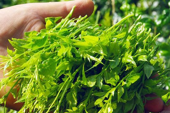 茅巖莓茶別名是什么，莓茶別名叫藤茶嗎？