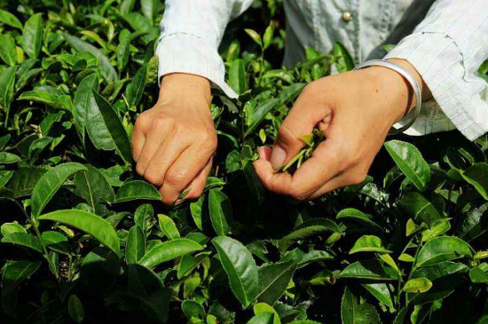 采茶的方法與步驟，如何正確采摘茶葉？