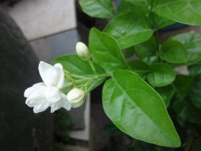 茉莉和什么一起泡最好，茉莉茶有幾種搭配？