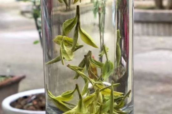 蒸汽煮茶器適合什么茶，蒸汽煮茶器適合用綠茶嗎？