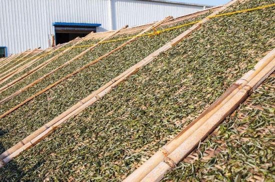 武夷巖茶的初制、精制加工工藝詳細(xì)講解