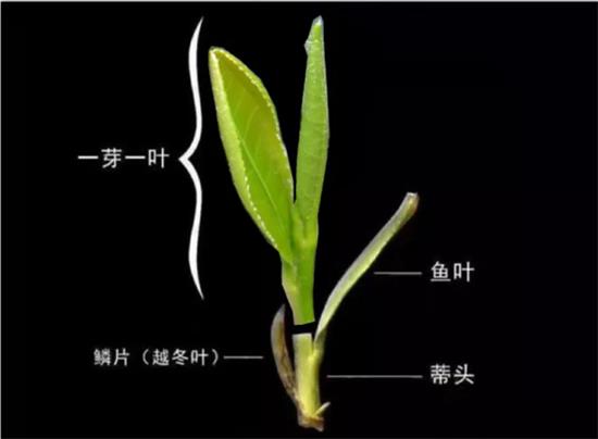 摘茶葉最快的方法，采摘茶葉怎么才能快？