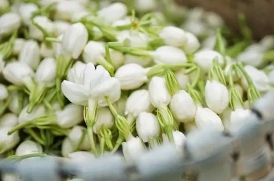十大排毒養(yǎng)顏花茶，喝什么花茶排毒養(yǎng)顏