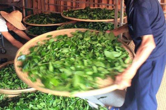 武夷巖茶的初制、精制加工工藝詳細(xì)講解