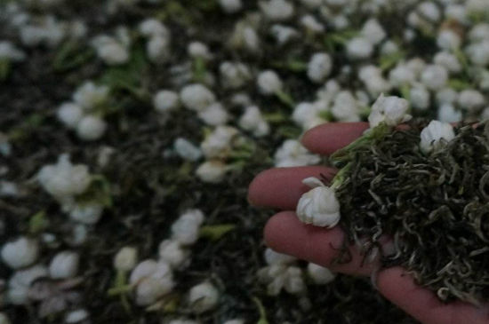茉莉茶的種類和等級，茉莉花茶的分類