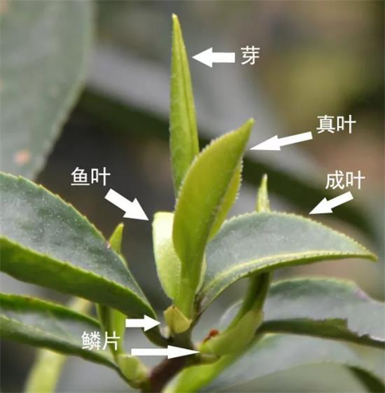 摘茶葉最快的方法，采摘茶葉怎么才能快？