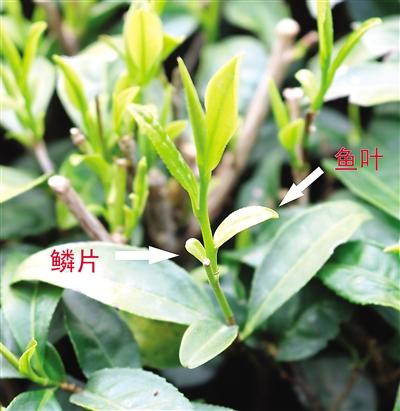 摘茶葉最快的方法，采摘茶葉怎么才能快？