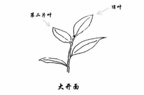 武夷巖茶的初制、精制加工工藝詳細(xì)講解