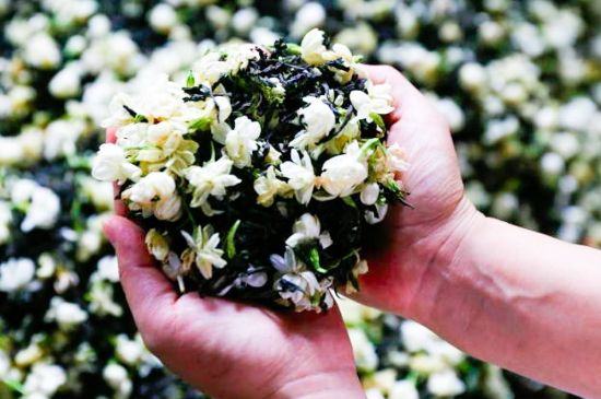 茉莉花和什么在一起喝好，茉莉花喝什么茶搭配？
