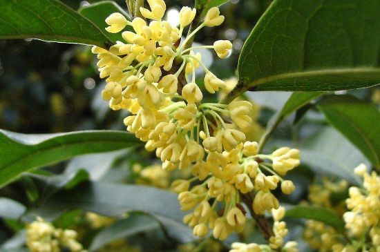 干桂花茶的制作方法，怎樣自制桂花茶？