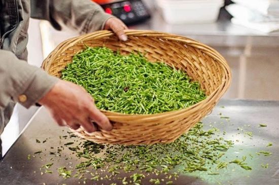 武夷巖茶的初制、精制加工工藝詳細(xì)講解
