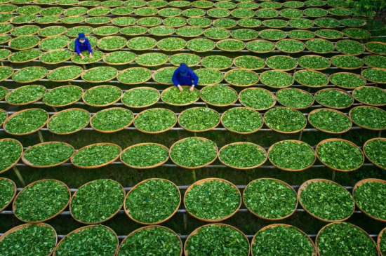 綠茶加工工藝流程圖，綠茶的加工制作包含哪幾個(gè)步驟？