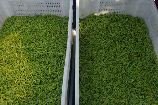 什么茶葉適合用蒸茶器，什么茶可以蒸