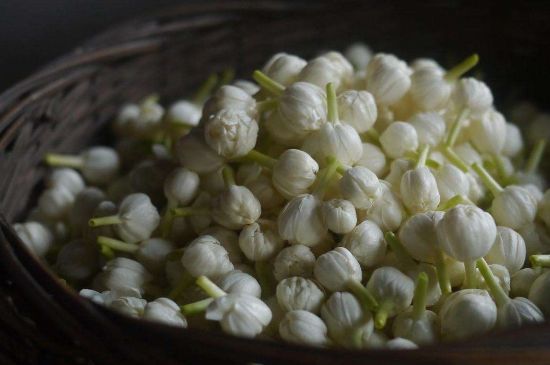 茉莉花茶與什么相克，茉莉花搭配禁忌