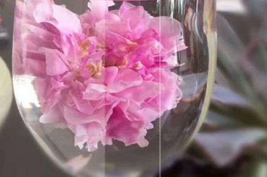 干玫瑰花泡水放幾顆，玫瑰花泡水一次放幾朵？