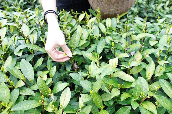 采茶的方法與步驟，如何正確采摘茶葉？