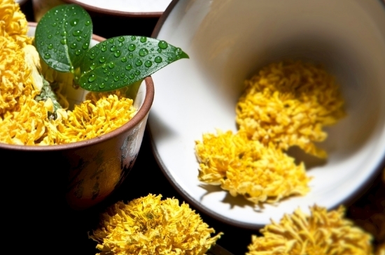 孕婦可以喝菊花茶嗎，菊花對胎兒有致畸作用？