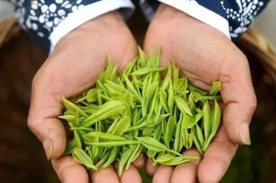 摘茶葉最快的方法，采摘茶葉怎么才能快？