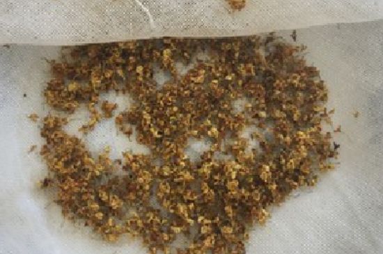 干桂花茶的制作方法，怎樣自制桂花茶？