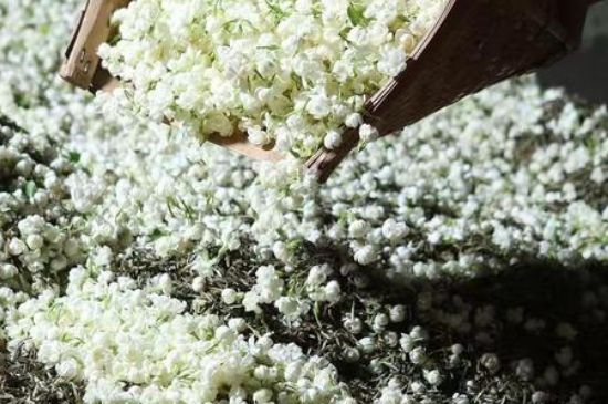 茉莉茶葉的功效與禁忌，什么人不適合喝茉莉花茶？