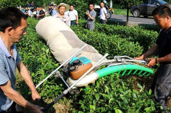 采茶的方法與步驟，如何正確采摘茶葉？