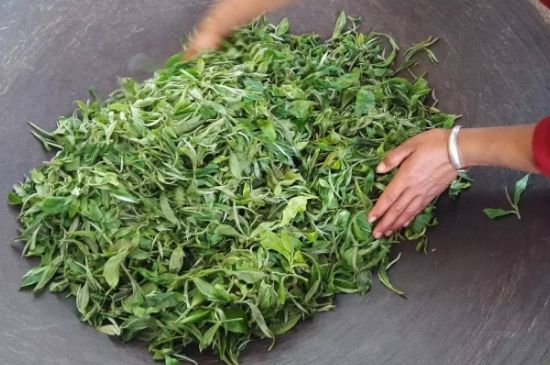 龍井茶炒茶葉怎么炒出好茶色，茶葉怎樣做出來(lái)最綠？