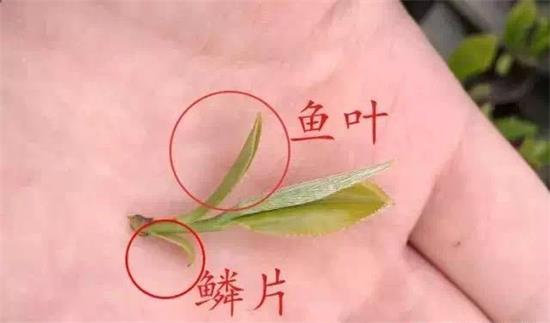 摘茶葉最快的方法，采摘茶葉怎么才能快？