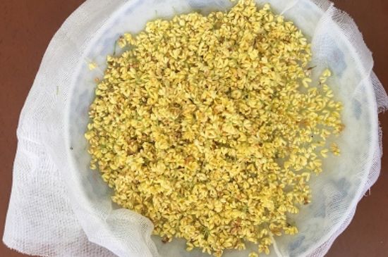 干桂花茶的制作方法，怎樣自制桂花茶？