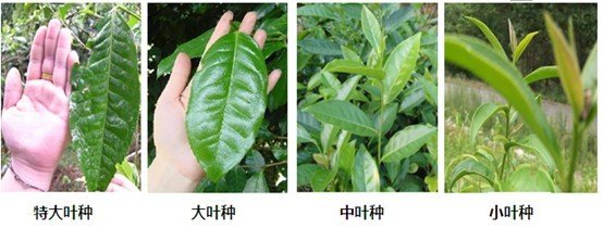 摘茶葉最快的方法，采摘茶葉怎么才能快？
