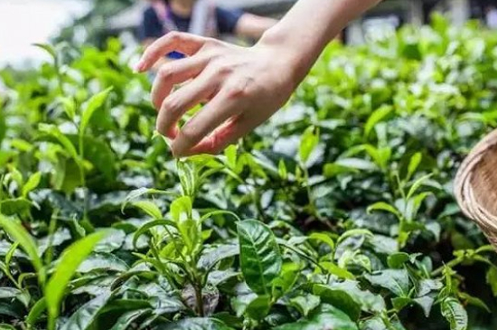 綠茶加工工藝流程圖，綠茶的加工制作包含哪幾個(gè)步驟？