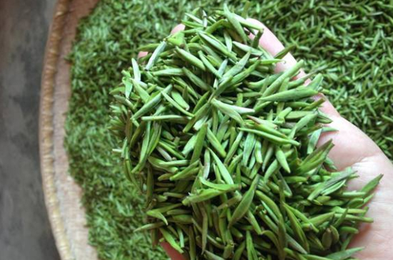 采茶的方法與步驟，如何正確采摘茶葉？