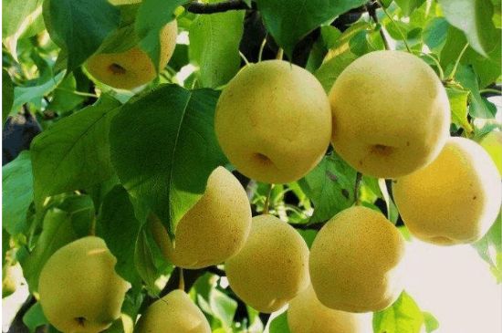 一把真正的本山綠泥壺最低多少錢，什么價格能買到本山綠泥紫砂壺？