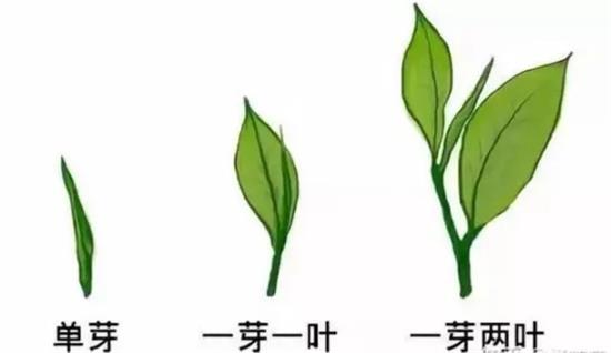 摘茶葉最快的方法，采摘茶葉怎么才能快？