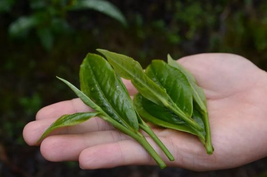 單樅茶什么季節(jié)最好喝，鳳凰單叢茶春茶好還是秋茶好？